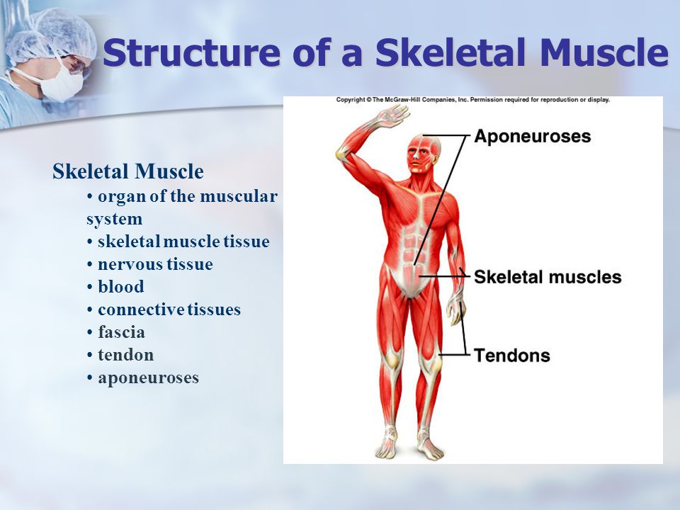 chapter 9 - muscular system - ppt download chapter 9 - muscular system - ppt download, Muscles