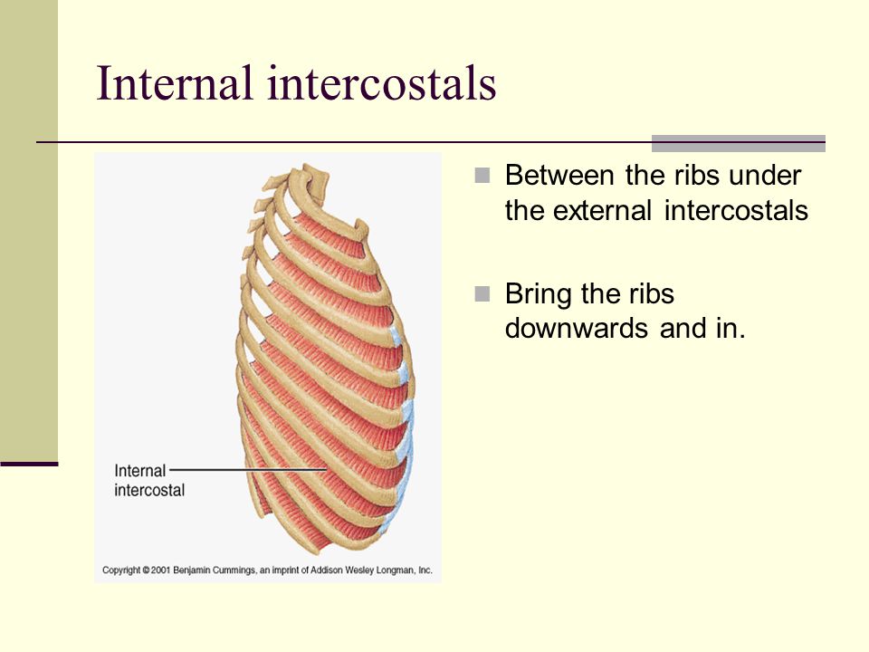 Internal intercostals Between the ribs under the external intercostals Bring the ribs downwards and in.