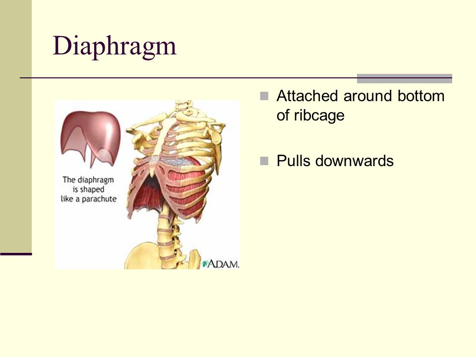 Diaphragm Attached around bottom of ribcage Pulls downwards