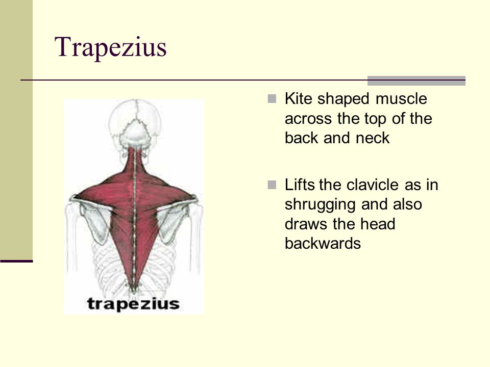 Trapezius Kite shaped muscle across the top of the back and neck Lifts the clavicle as in shrugging and also draws the head backwards