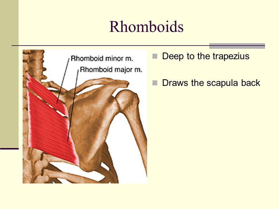 Rhomboids Deep to the trapezius Draws the scapula back