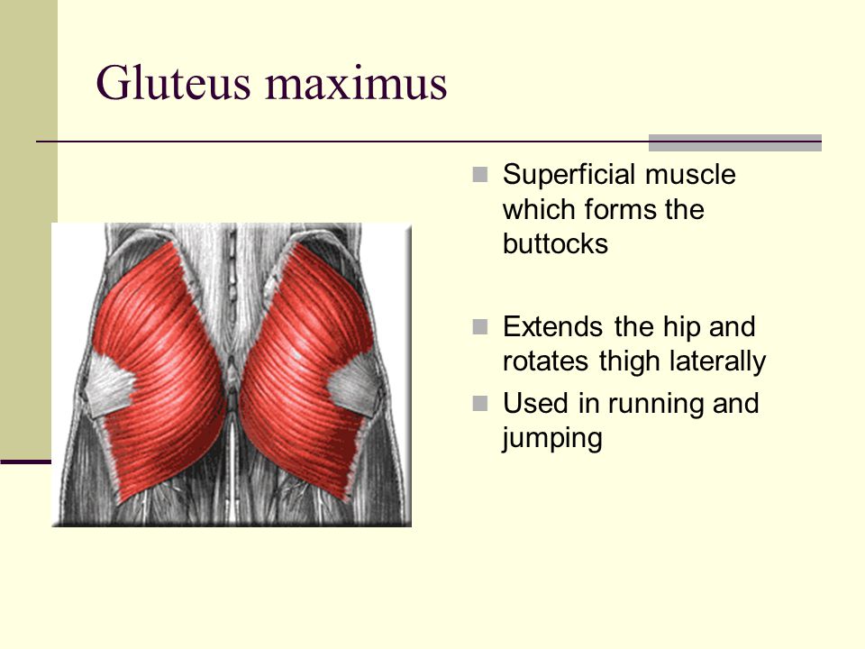 Gluteus maximus Superficial muscle which forms the buttocks Extends the hip and rotates thigh laterally Used in running and jumping