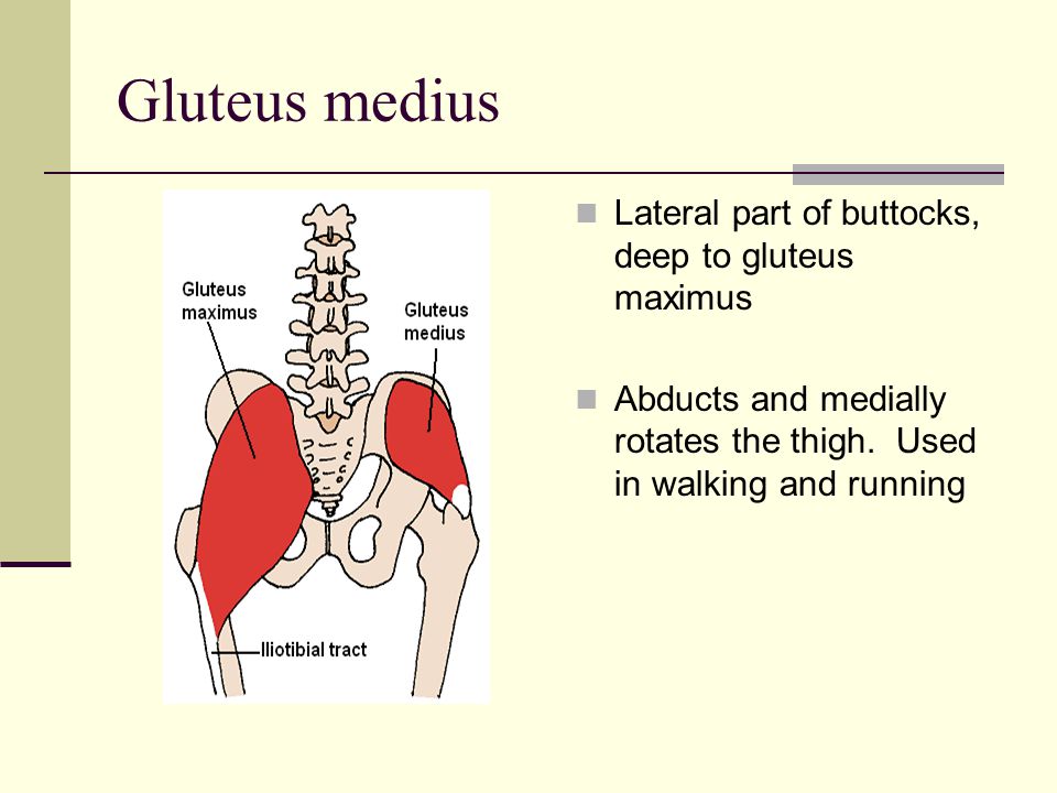 Gluteus medius Lateral part of buttocks, deep to gluteus maximus Abducts and medially rotates the thigh.