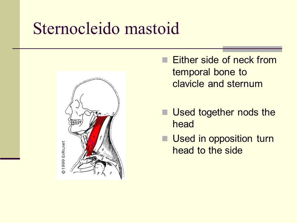Sternocleido mastoid Either side of neck from temporal bone to clavicle and sternum Used together nods the head Used in opposition turn head to the side