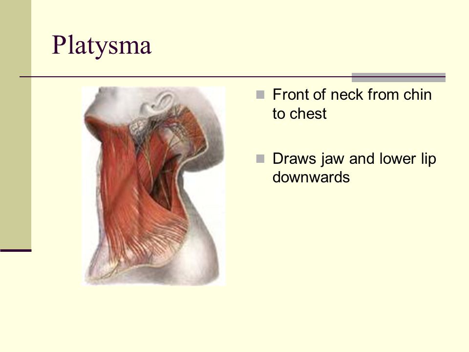 Platysma Front of neck from chin to chest Draws jaw and lower lip downwards