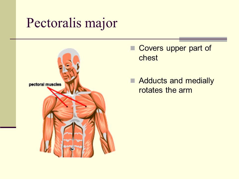 Pectoralis major Covers upper part of chest Adducts and medially rotates the arm