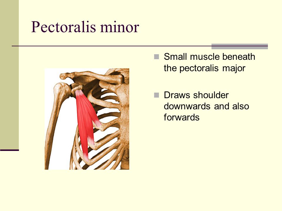 Pectoralis minor Small muscle beneath the pectoralis major Draws shoulder downwards and also forwards
