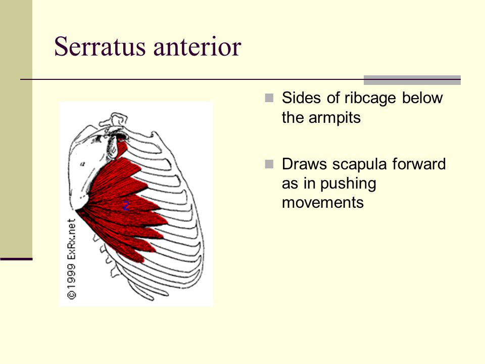 Serratus anterior Sides of ribcage below the armpits Draws scapula forward as in pushing movements