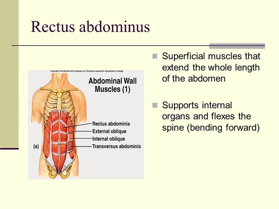 Rectus abdominus Superficial muscles that extend the whole length of the abdomen Supports internal organs and flexes the spine (bending forward)