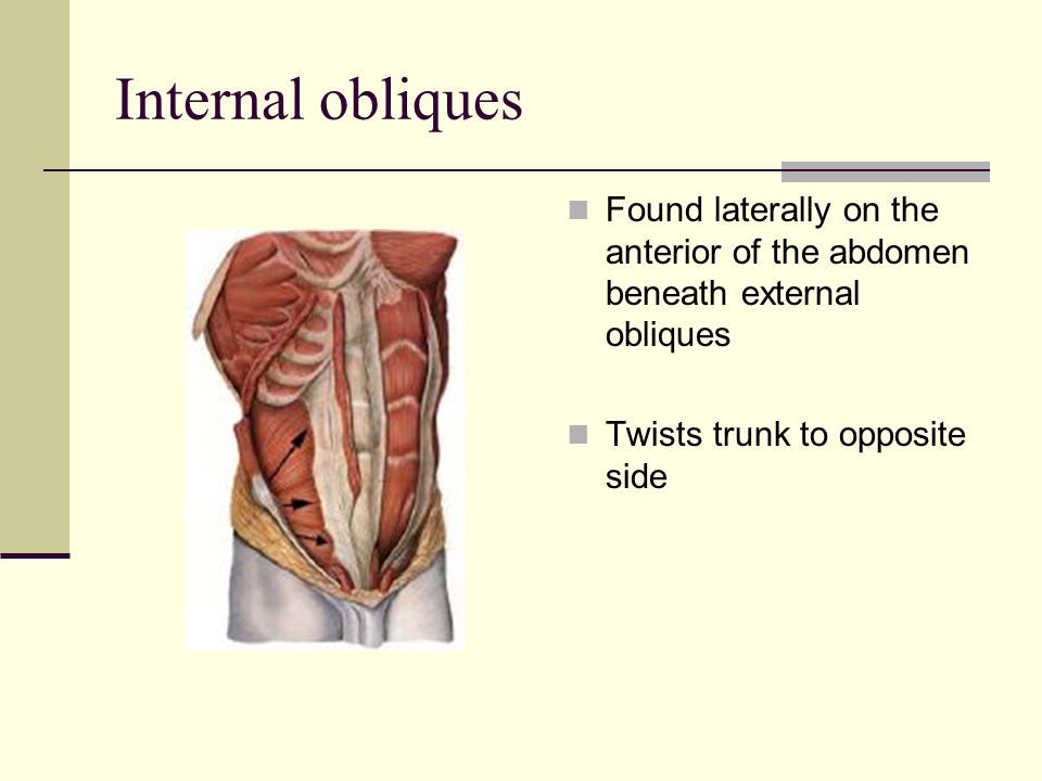Internal obliques Found laterally on the anterior of the abdomen beneath external obliques Twists trunk to opposite side