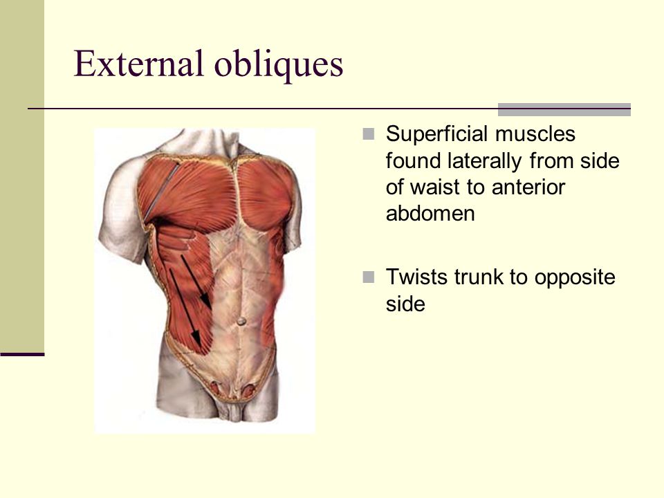 External obliques Superficial muscles found laterally from side of waist to anterior abdomen Twists trunk to opposite side