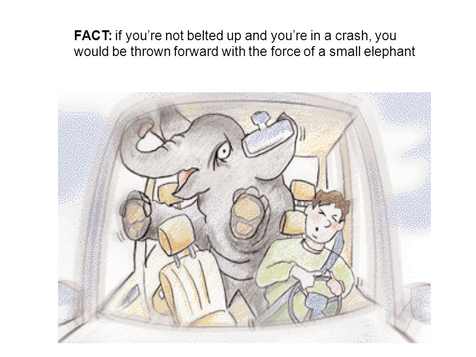 FACT: if you’re not belted up and you’re in a crash, you would be thrown forward with the force of a small elephant