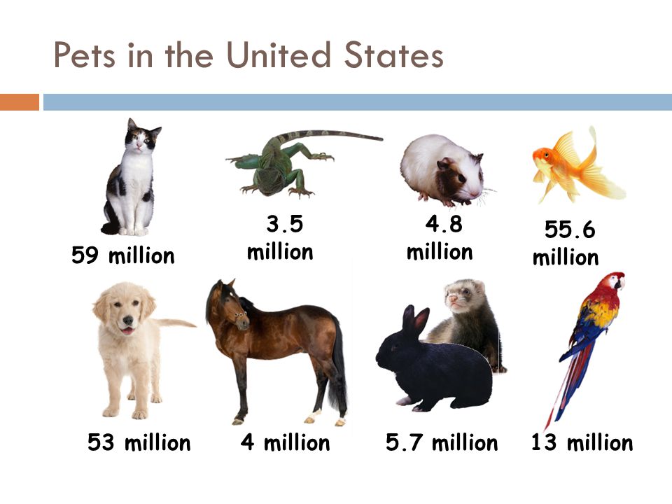 Pets in the United States 55.6 million 53 million 4 million 5.7 million 59 million 3.5 million 4.8 million 13 million