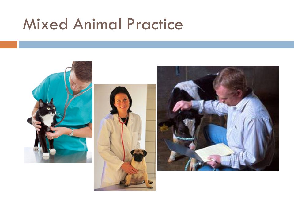 Mixed Animal Practice