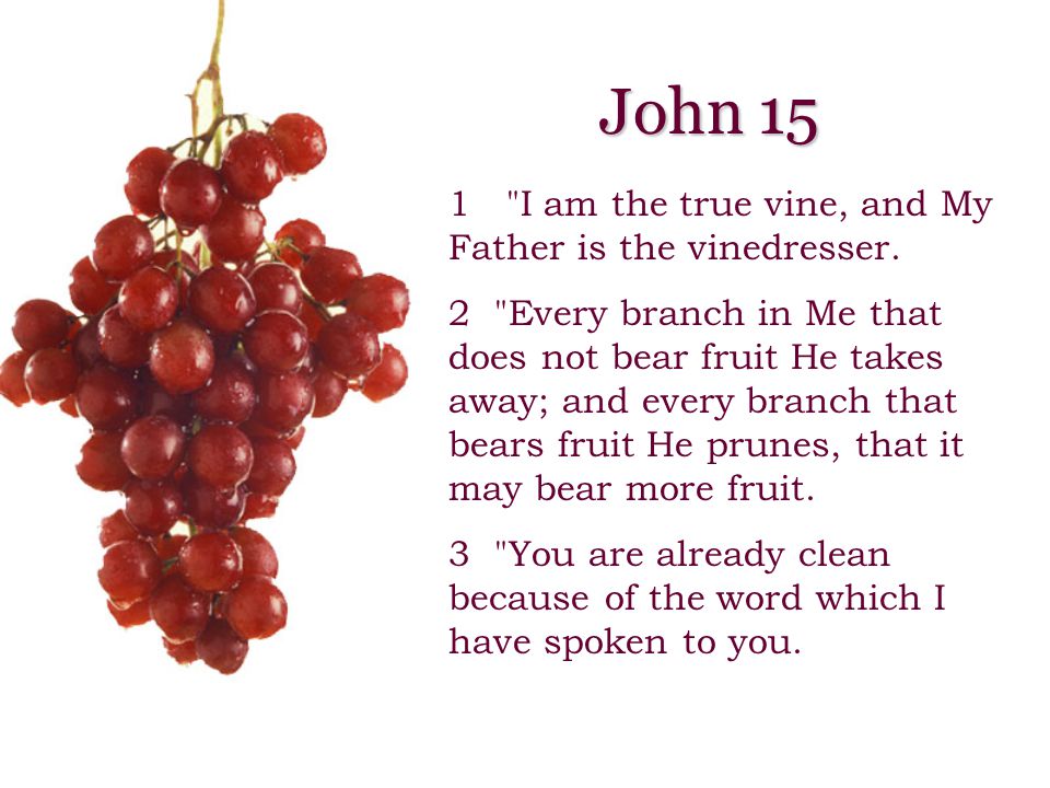 1 I am the true vine, and My Father is the vinedresser.