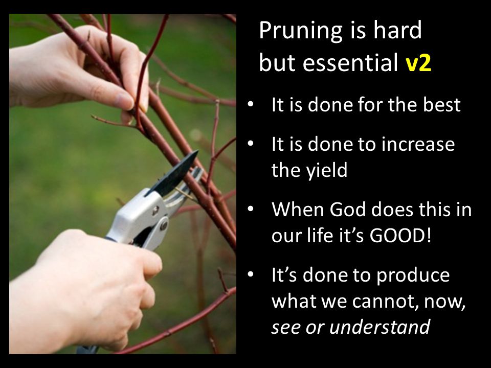Pruning is hard but essential v2 It is done for the best It is done to increase the yield When God does this in our life it’s GOOD.