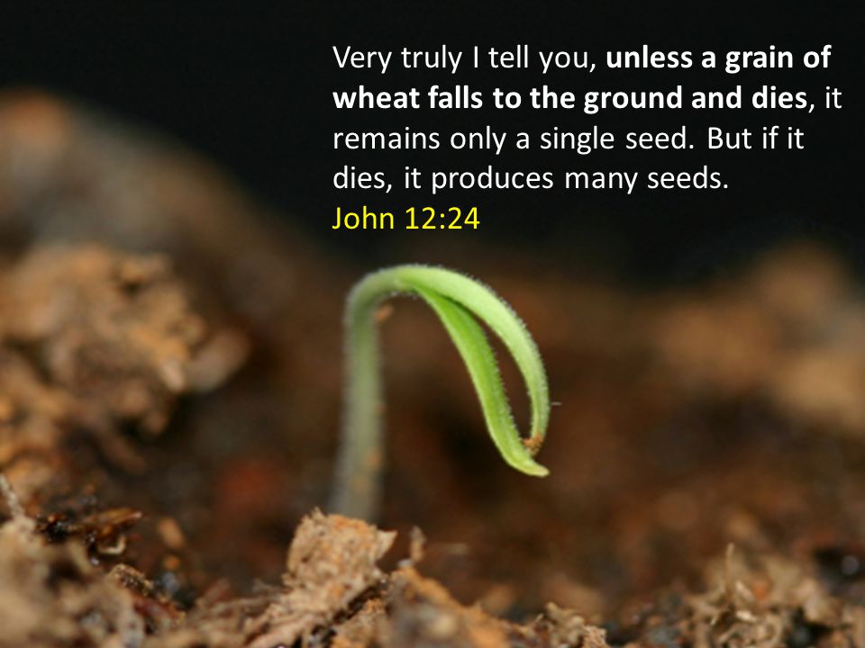 Very truly I tell you, unless a grain of wheat falls to the ground and dies, it remains only a single seed.