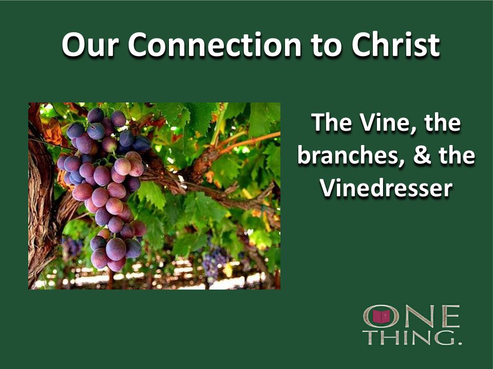 Our Connection to Christ The Vine, the branches, & the Vinedresser