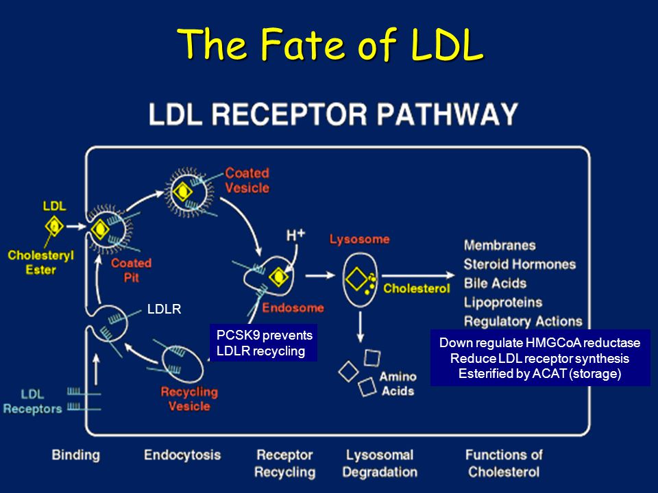 Down regulate HMGCoA reductase Reduce LDL receptor synthesis Esterified by ACAT (storage) The Fate of LDL PCSK9 prevents LDLR recycling LDLR
