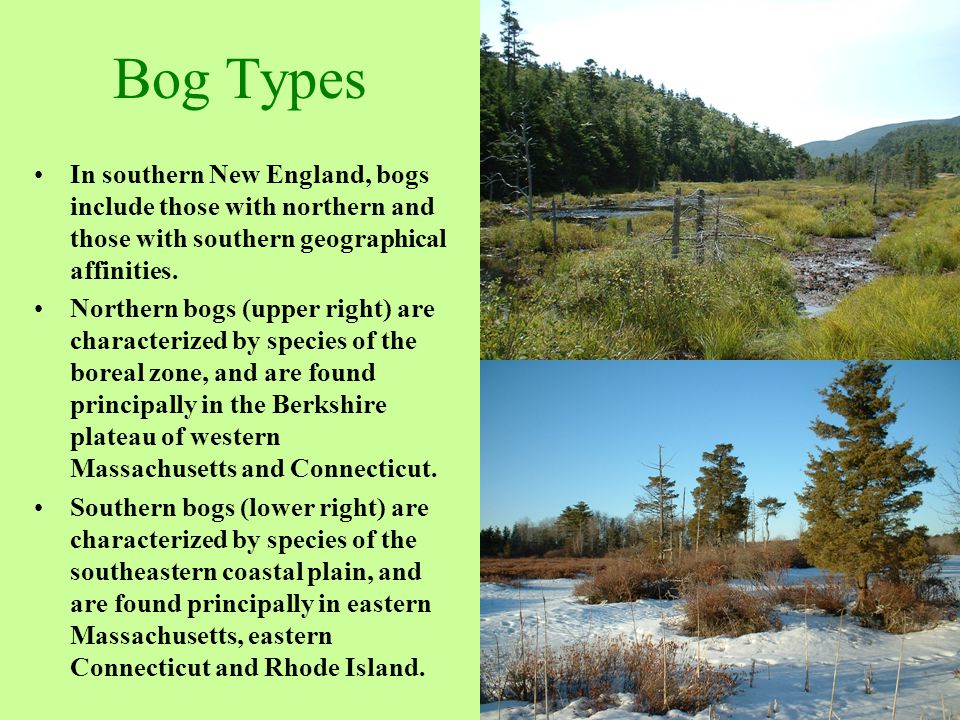 Southern New England Habitats IV: Bog Definition: Bogs are ...