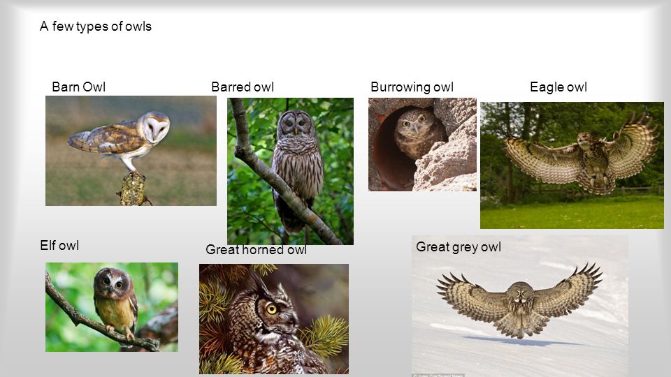 owl types