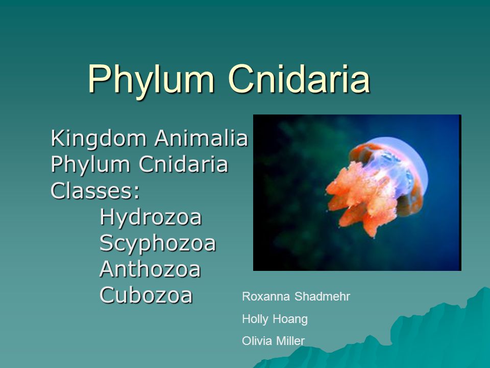 Phylum Cnidaria Kingdom Animalia Phylum Cnidaria Classes:HydrozoaScyphozoaAnthozoaCubozoa Roxanna Shadmehr Holly Hoang Olivia Miller