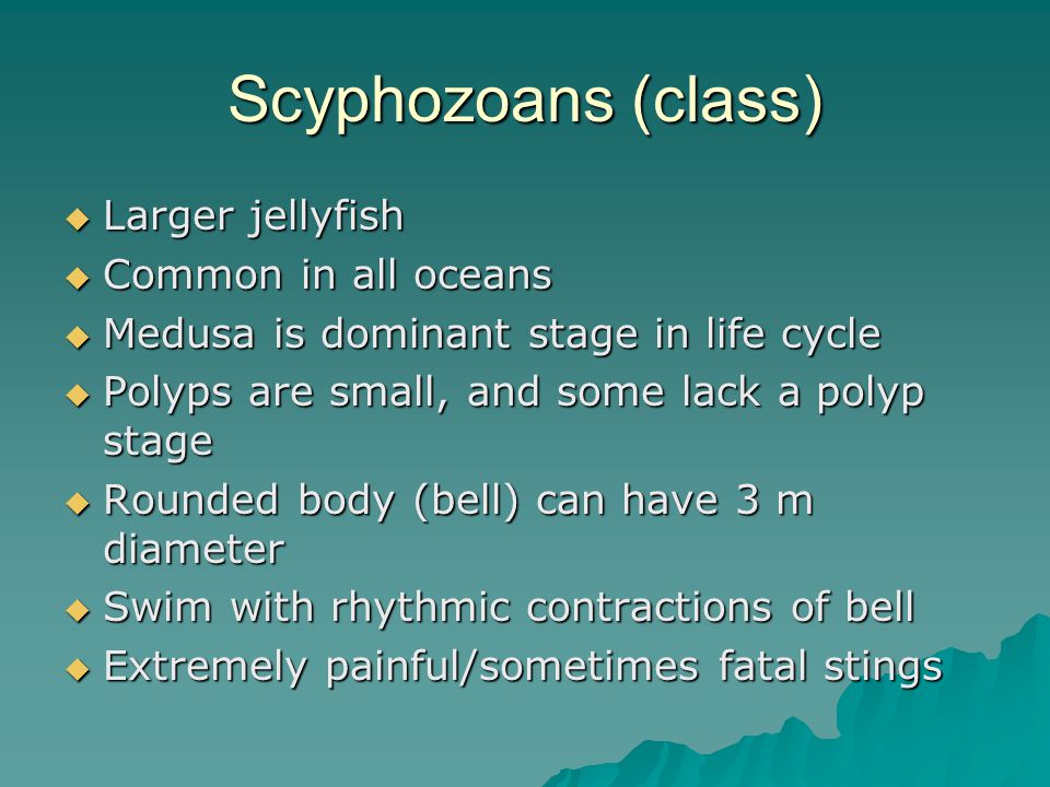 Scyphozoans (class)  Larger jellyfish  Common in all oceans  Medusa is dominant stage in life cycle  Polyps are small, and some lack a polyp stage  Rounded body (bell) can have 3 m diameter  Swim with rhythmic contractions of bell  Extremely painful/sometimes fatal stings