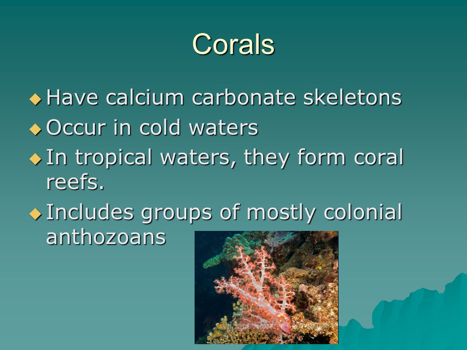 Corals  Have calcium carbonate skeletons  Occur in cold waters  In tropical waters, they form coral reefs.