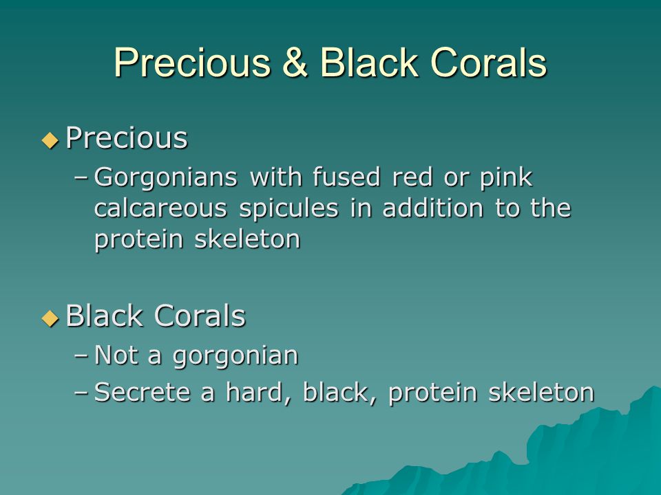 Precious & Black Corals  Precious –Gorgonians with fused red or pink calcareous spicules in addition to the protein skeleton  Black Corals –Not a gorgonian –Secrete a hard, black, protein skeleton