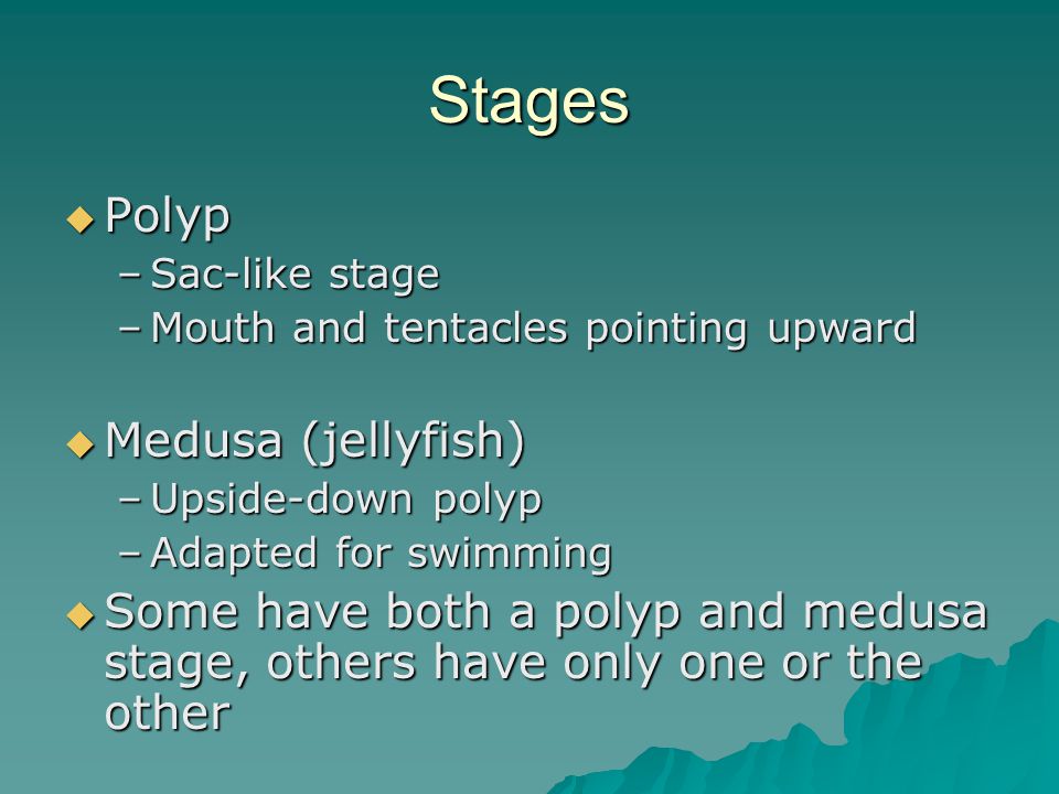 Stages  Polyp –Sac-like stage –Mouth and tentacles pointing upward  Medusa (jellyfish) –Upside-down polyp –Adapted for swimming  Some have both a polyp and medusa stage, others have only one or the other