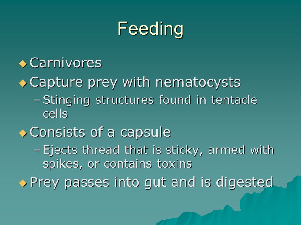 Feeding  Carnivores  Capture prey with nematocysts –Stinging structures found in tentacle cells  Consists of a capsule –Ejects thread that is sticky, armed with spikes, or contains toxins  Prey passes into gut and is digested