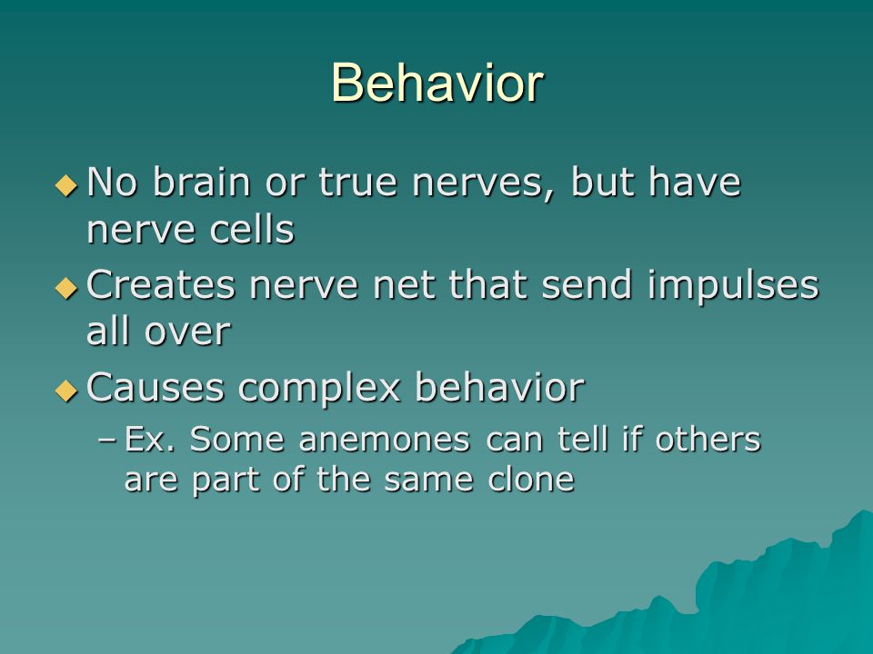 Behavior  No brain or true nerves, but have nerve cells  Creates nerve net that send impulses all over  Causes complex behavior –Ex.