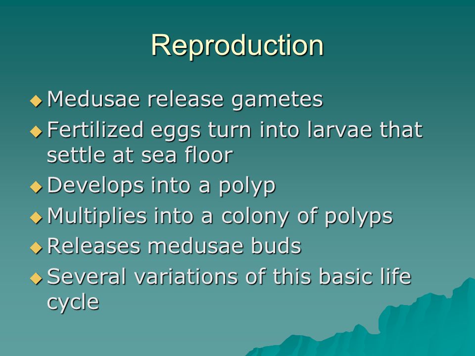 Reproduction  Medusae release gametes  Fertilized eggs turn into larvae that settle at sea floor  Develops into a polyp  Multiplies into a colony of polyps  Releases medusae buds  Several variations of this basic life cycle