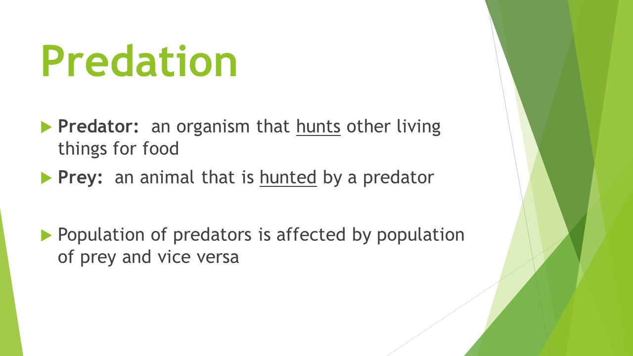 Predation  Predator: an organism that hunts other living things for food  Prey: an animal that is hunted by a predator  Population of predators is affected by population of prey and vice versa