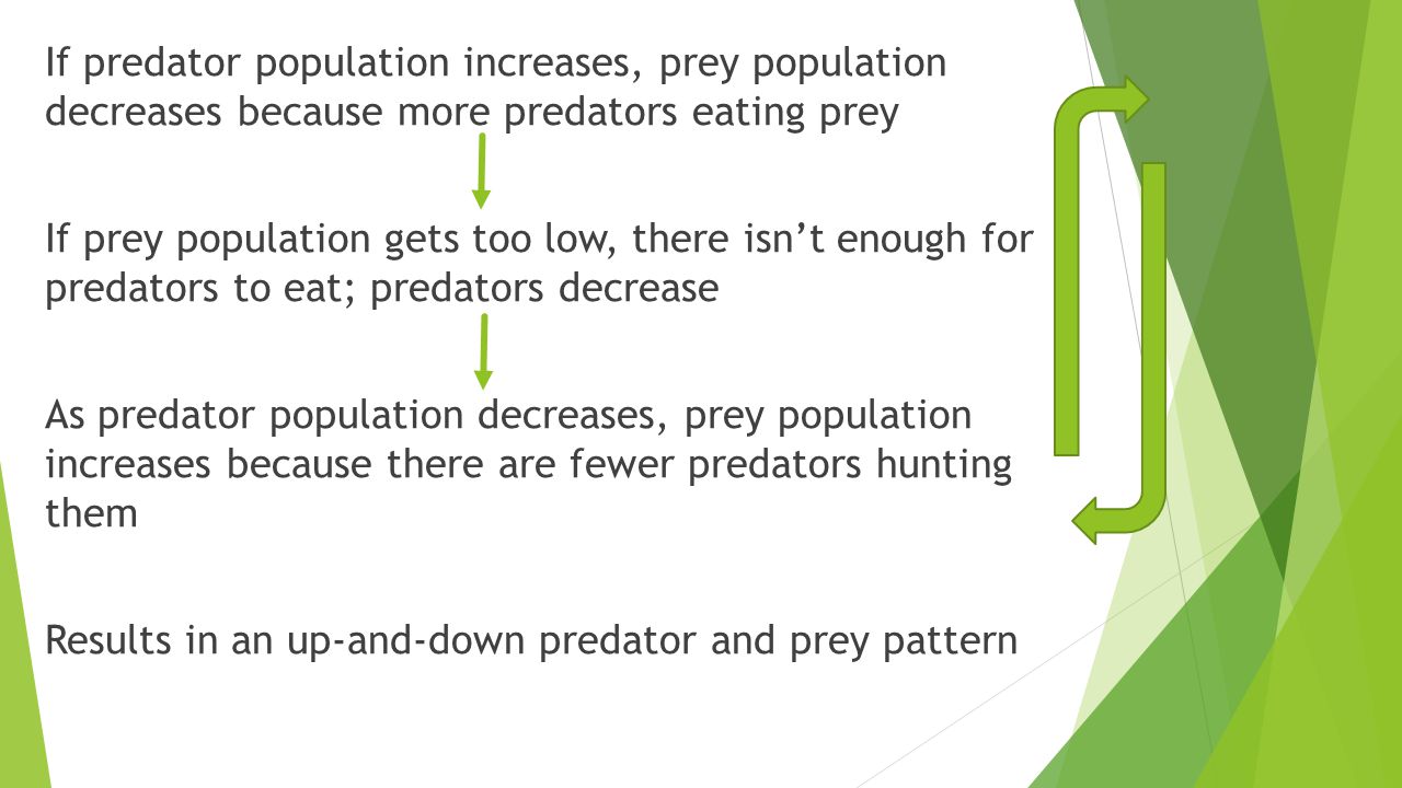 If predator population increases, prey population decreases because more predators eating prey If prey population gets too low, there isn’t enough for predators to eat; predators decrease As predator population decreases, prey population increases because there are fewer predators hunting them Results in an up-and-down predator and prey pattern