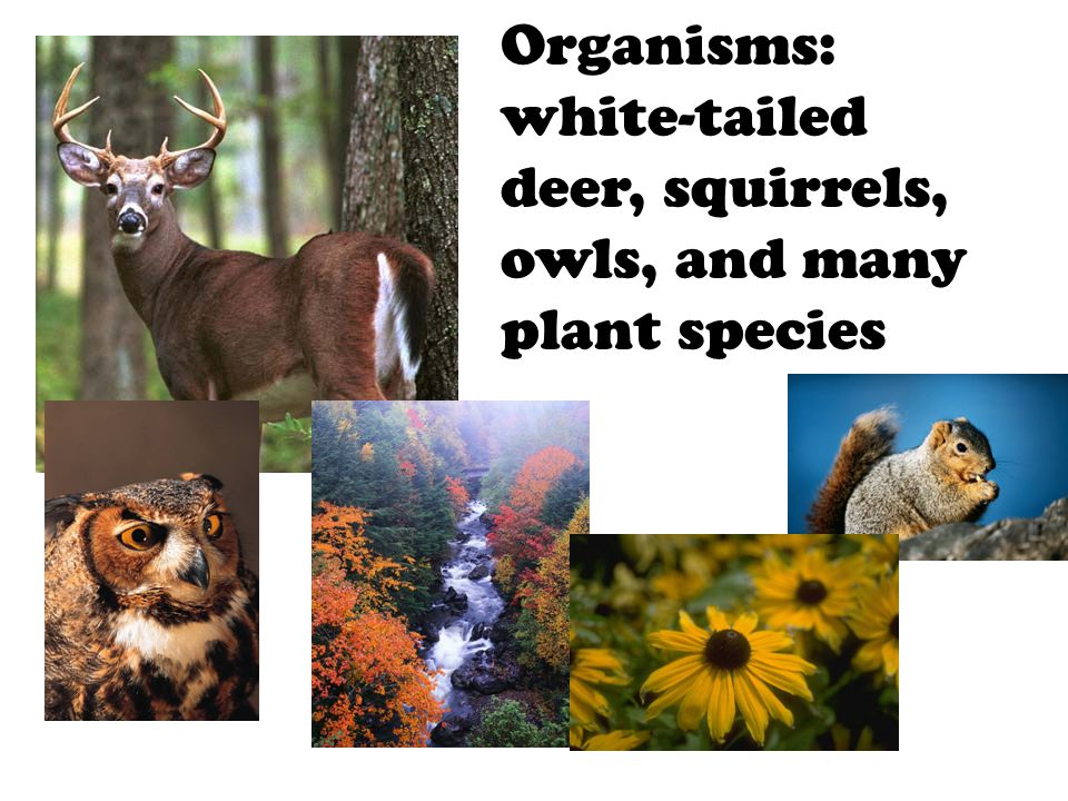 Organisms: white-tailed deer, squirrels, owls, and many plant species