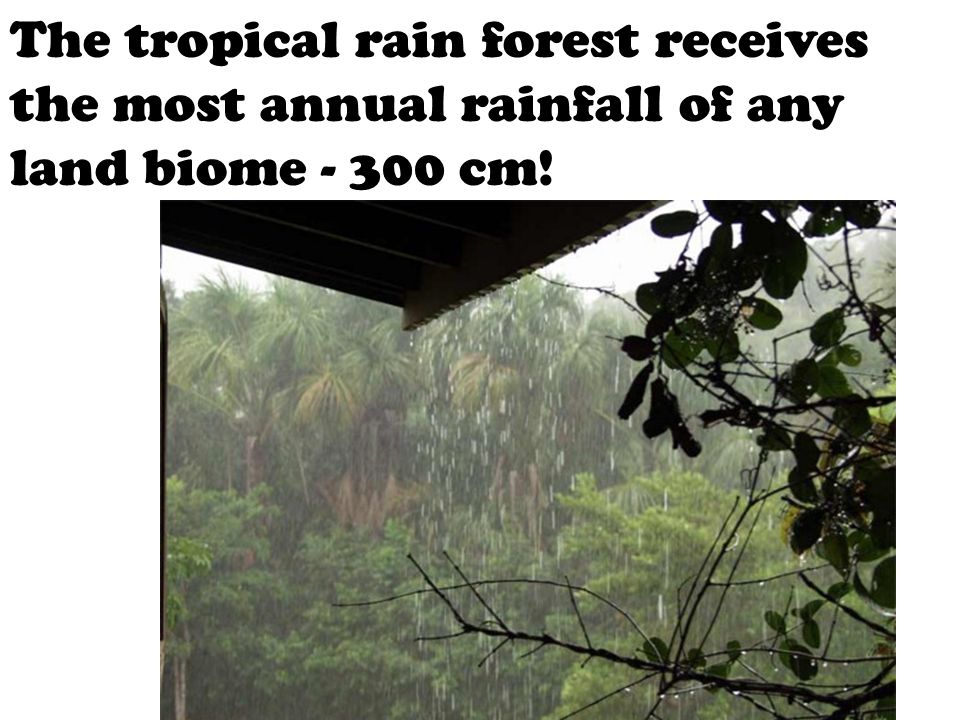 The tropical rain forest receives the most annual rainfall of any land biome cm!