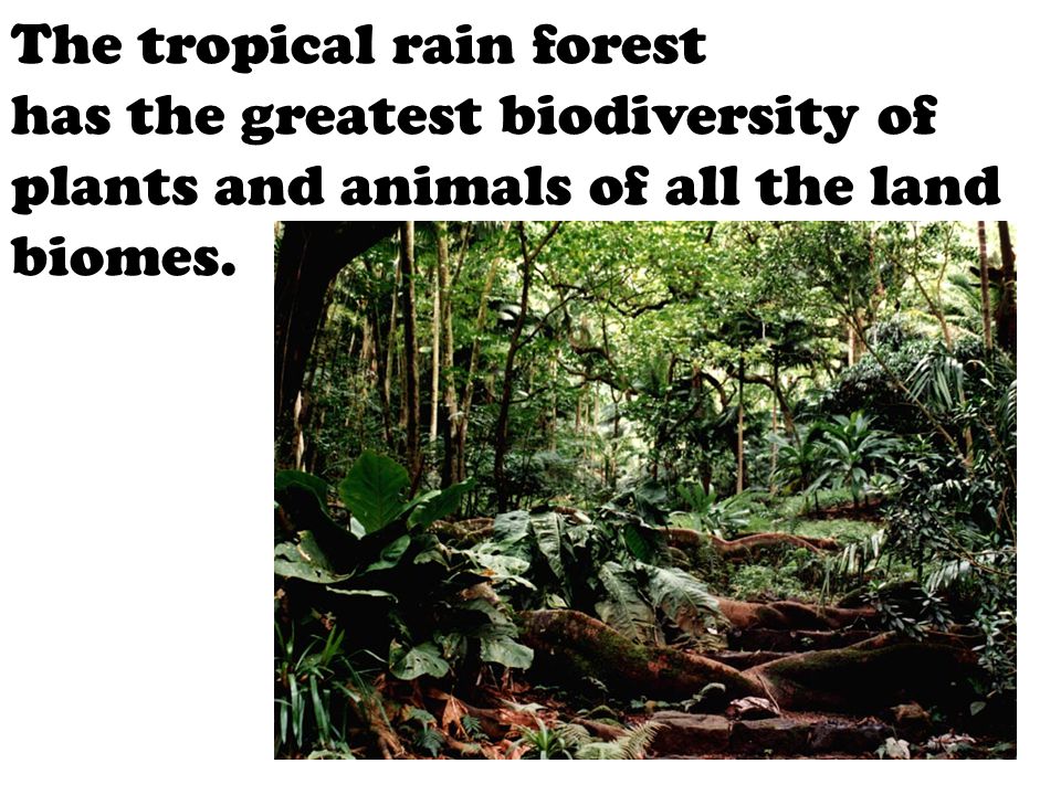 The tropical rain forest has the greatest biodiversity of plants and animals of all the land biomes.