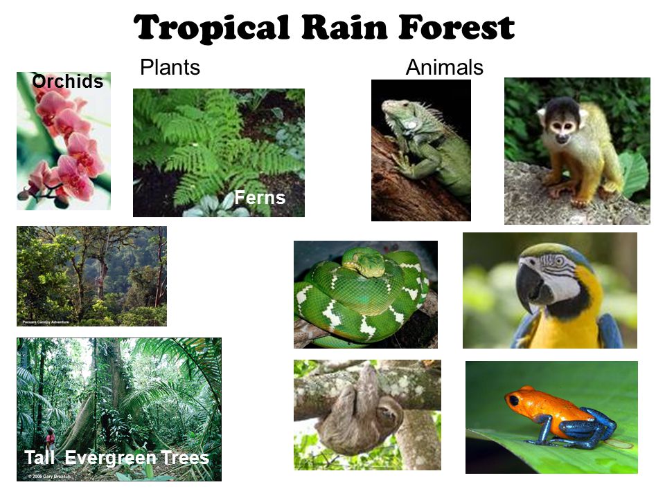 Tropical Rain Forest PlantsAnimals Ferns Tall Evergreen Trees Orchids
