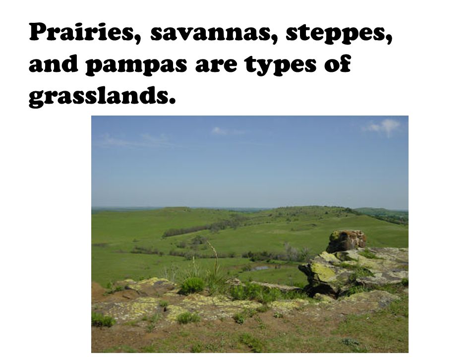 Prairies, savannas, steppes, and pampas are types of grasslands.