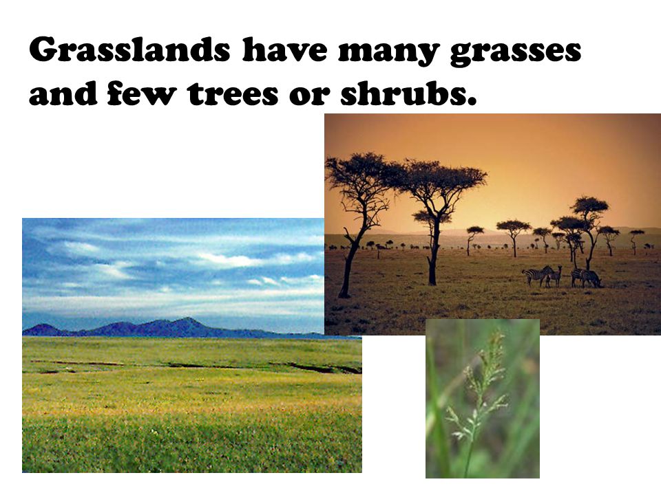 Grasslands have many grasses and few trees or shrubs.