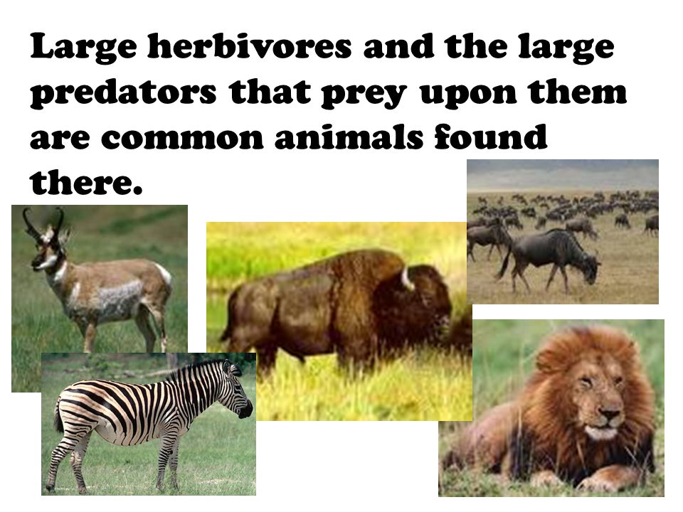 Large herbivores and the large predators that prey upon them are common animals found there.