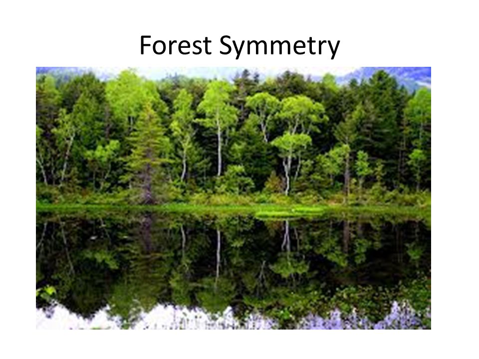 Forest Symmetry
