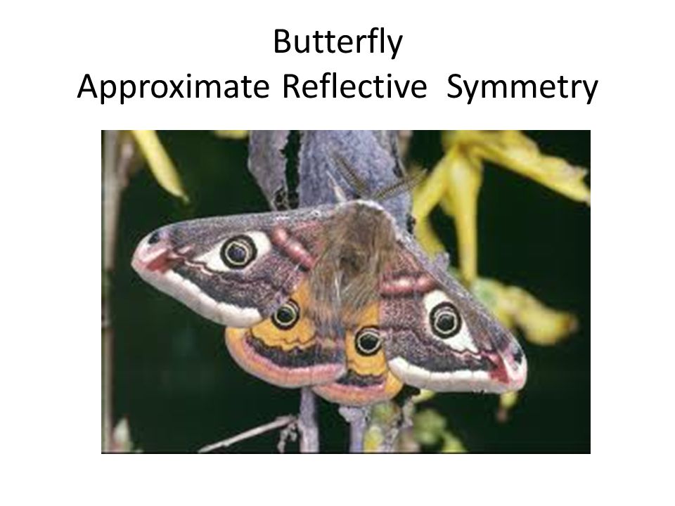 Butterfly Approximate Reflective Symmetry