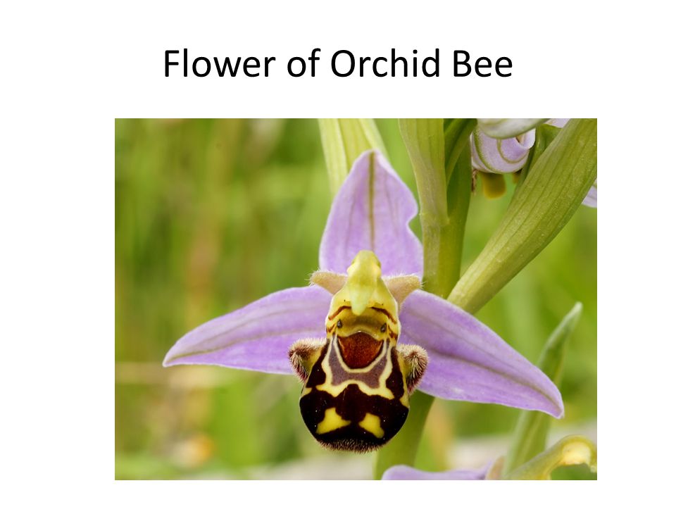 Flower of Orchid Bee