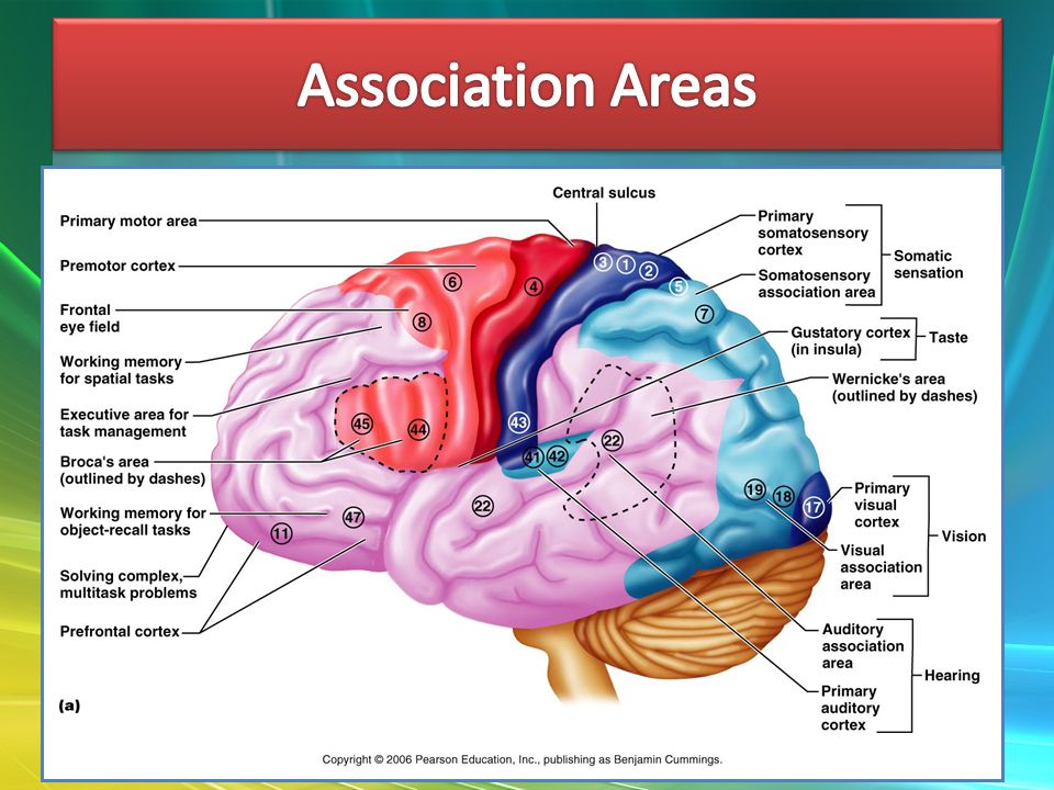 a journey through the central nervous system stimulus travels posterior association area