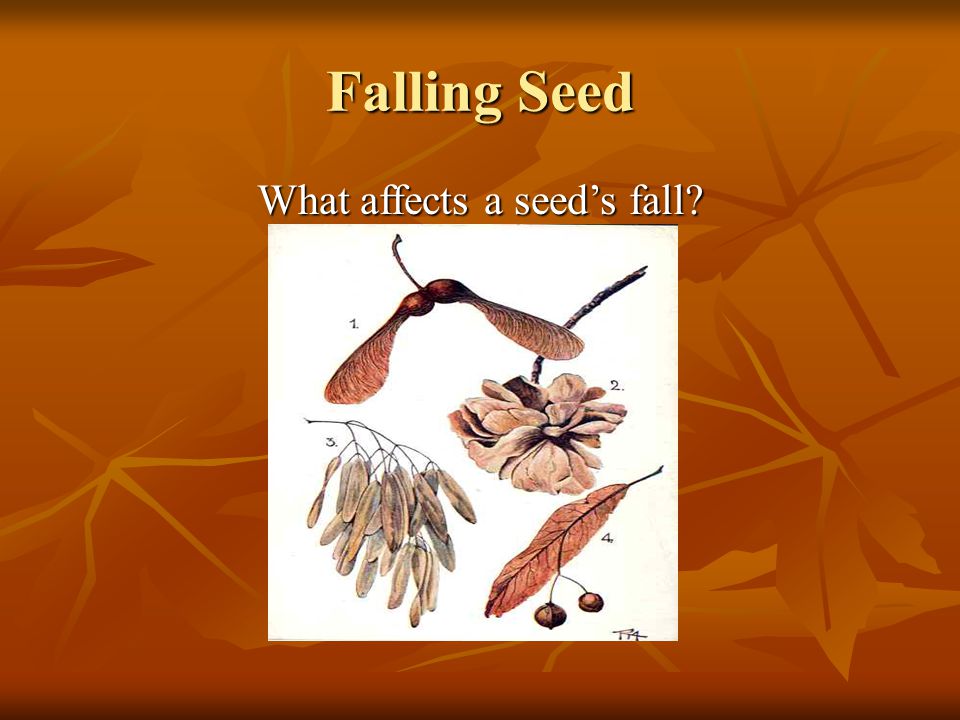 Falling Seed What affects a seed’s fall