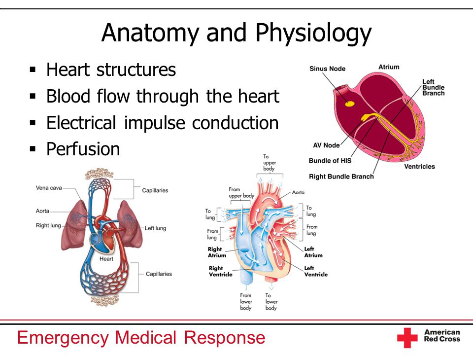 Emergency Medical Response Anatomy and Physiology  Heart structures  Blood flow through the heart  Electrical impulse conduction  Perfusion
