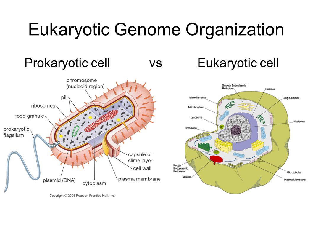 eukaryotes vs prokaryotes