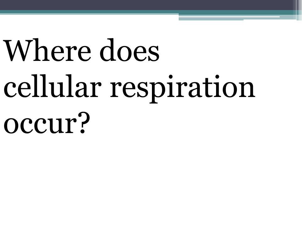 Where does cellular respiration occur